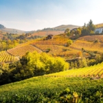 Background should show Alba/Langhe autumn atmosphere