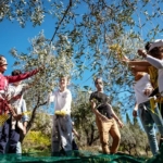 Visitors harvesting olives in the olive grove