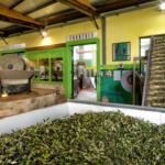 Traditional olive mill with freshly harvested olives