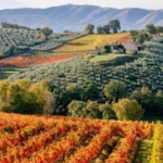 The Golden Countryside of Umbria During Harvest Season
