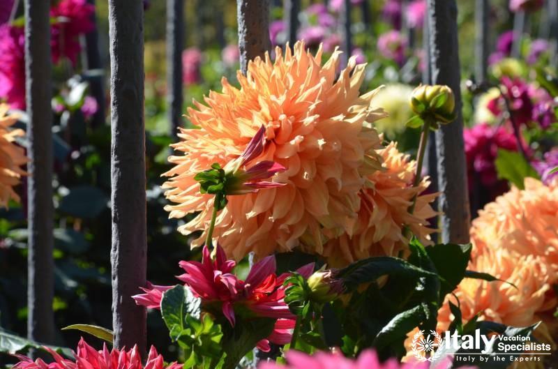 Incredible Flowers, Lake District Italy 