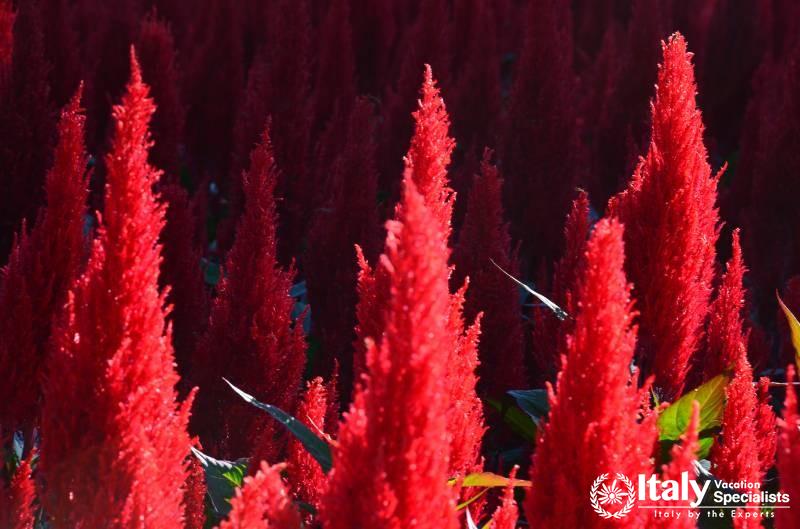 Plant Life, Villa Taranto, Lake Maggiore, Italy 
