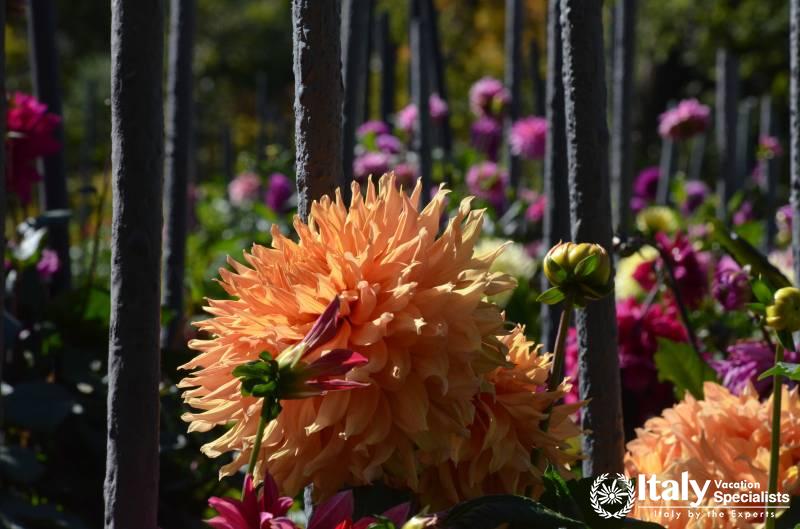 Azalea flowers inside Villa Taranto 