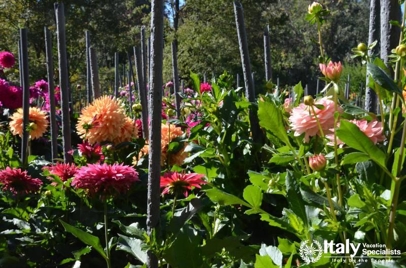 Azalea flowers inside Villa Taranto 