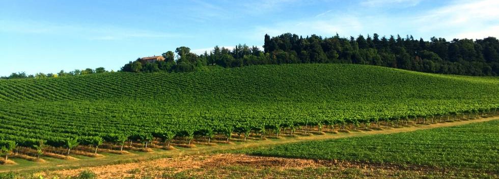 Vineyards of Emilia Romagna 