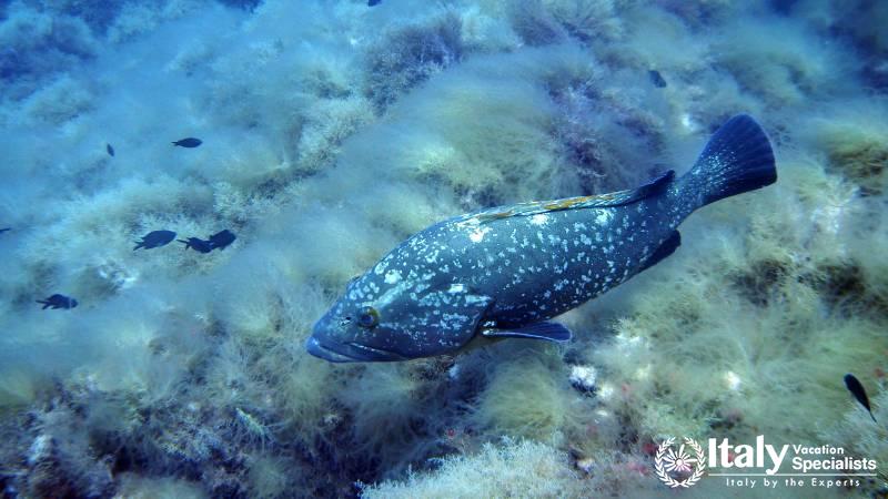  Sicily with Italy Vacation Specialists 