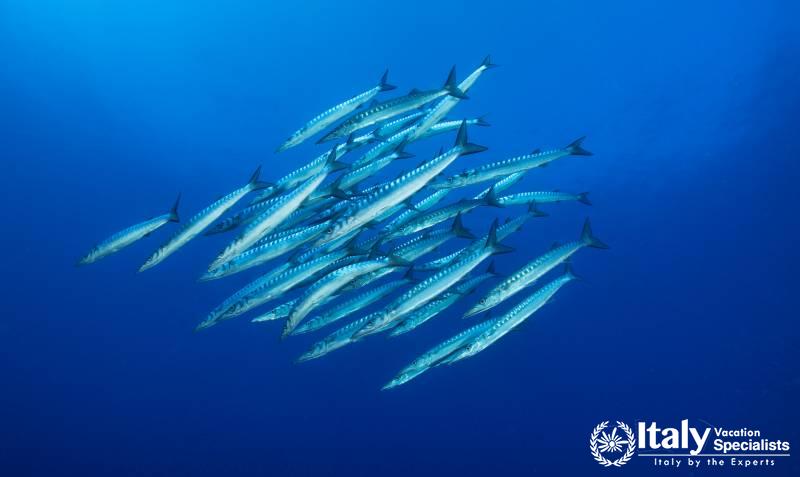 Fresh Sea-food Ustica Island