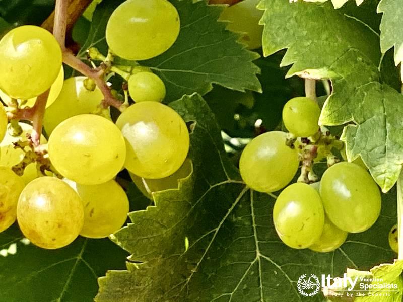  private tours and guides 