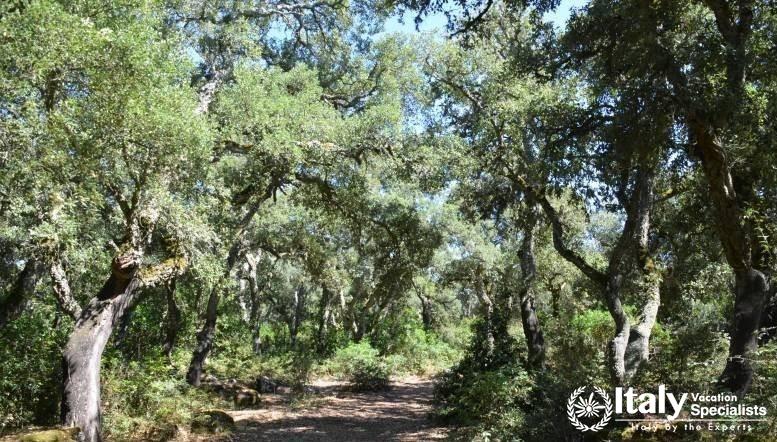 Cork Forests - Sardegna