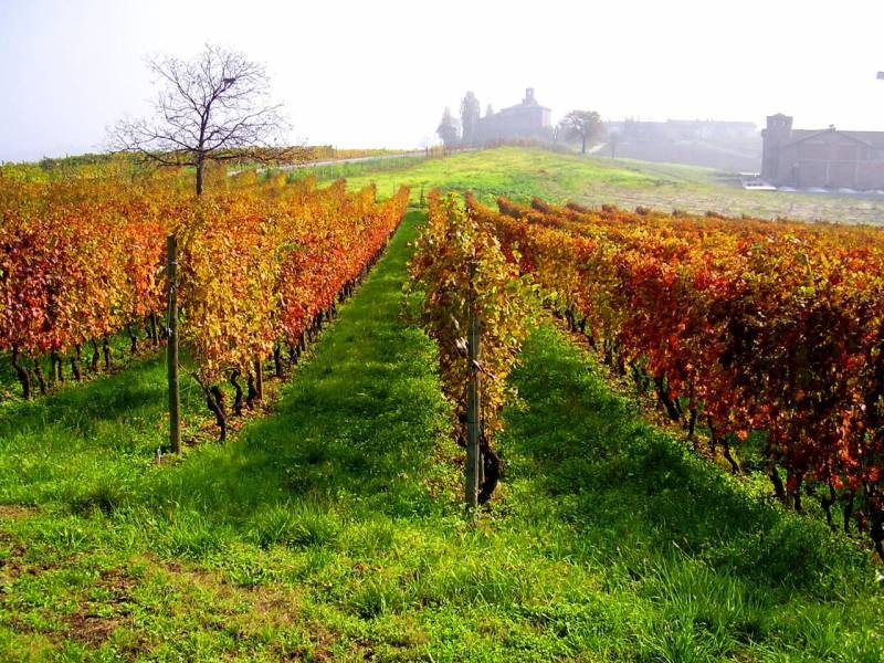 Vineyards in Autumn, Barolo, Piedmont Region, Italy 