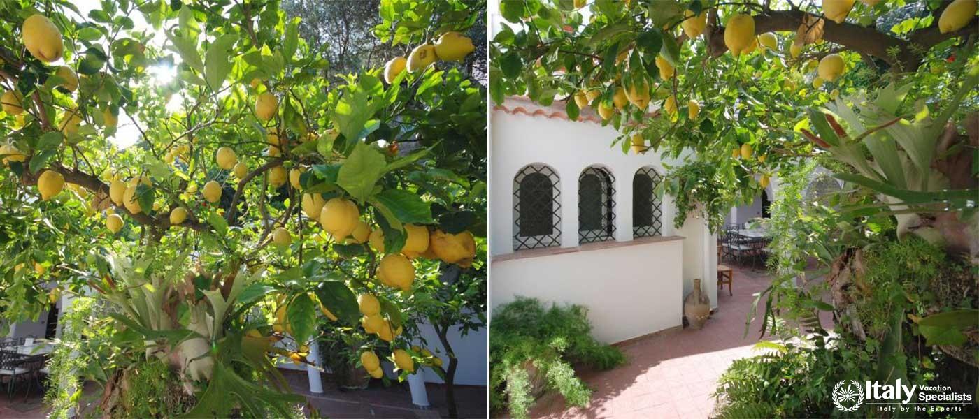 Villa Abbondante - Sorrento Villa for Groups