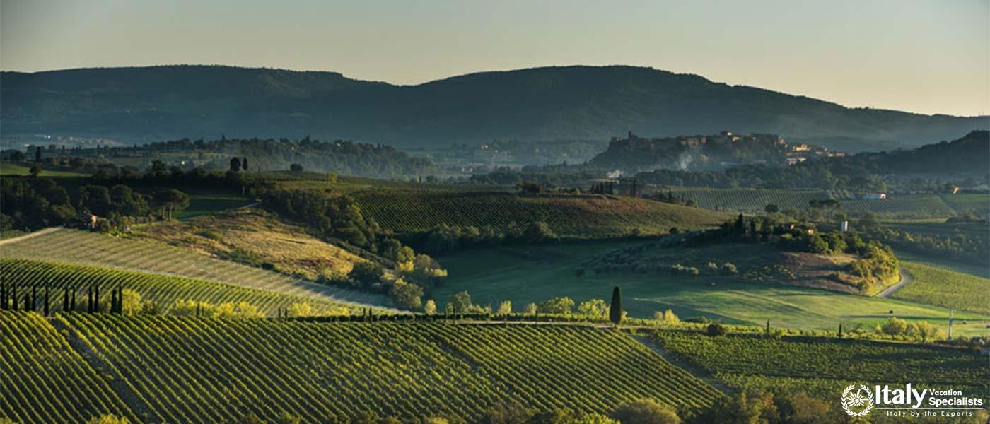 A panoramic view of a lush Tuscan vineyard with undulating hills in the background.