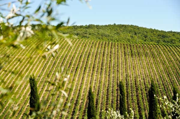 Tuscan Vineyards as seen from Il Querceto in Castellina in Chiant  