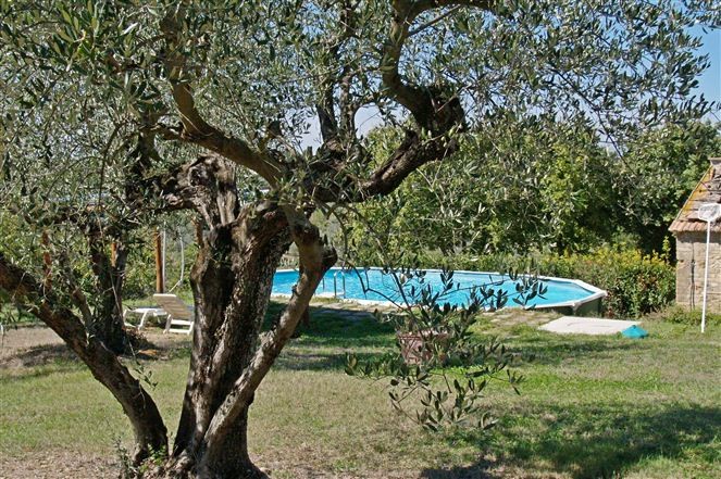 olive tree and swimming pool