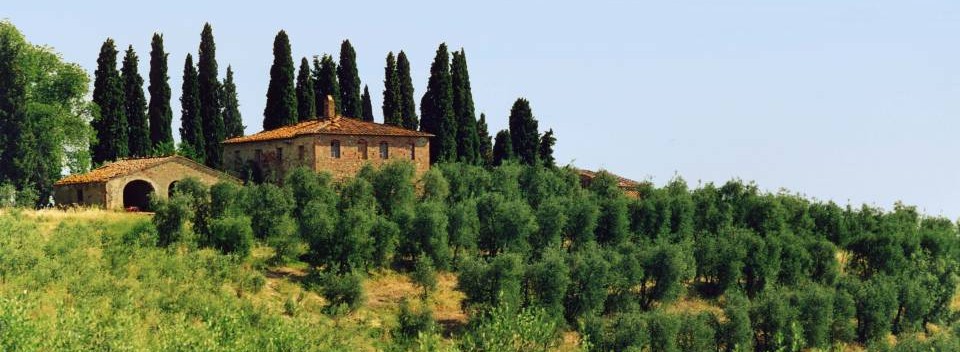 Tuscan Farmhouse and olive grove