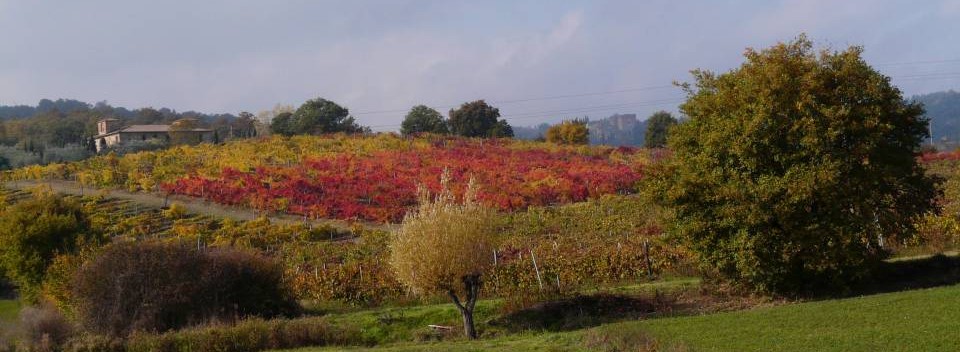 vineyards in Autumn