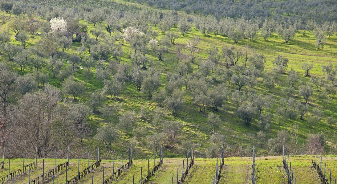 vine yard and olive grove
