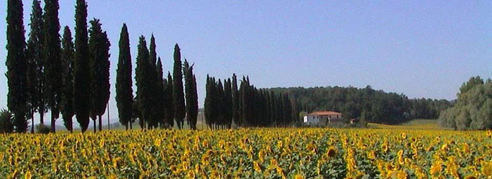 Tuscan Farmestate and Sunflowers