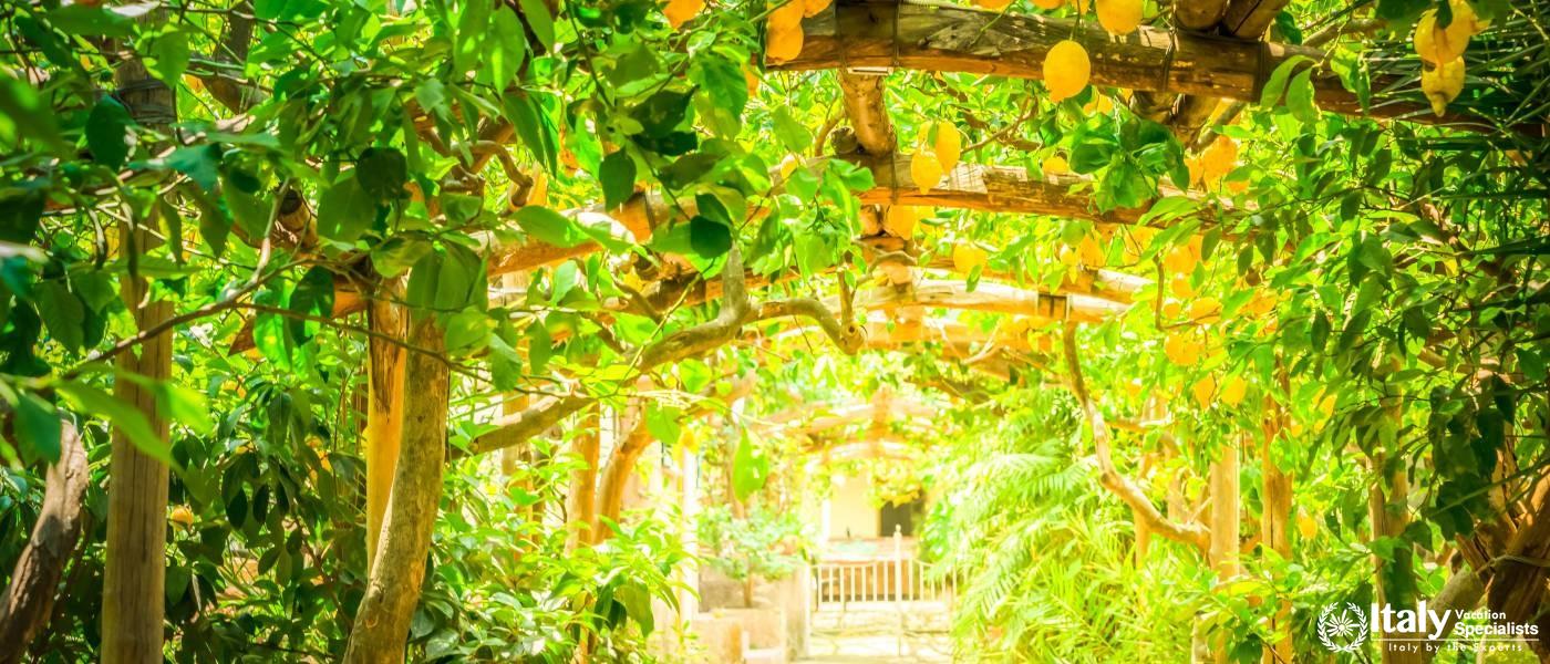 Step inside the Lemon Groves and Experience Fresh 