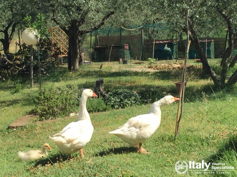 Undiscovered Italy - Tours with Locals in Umbria 