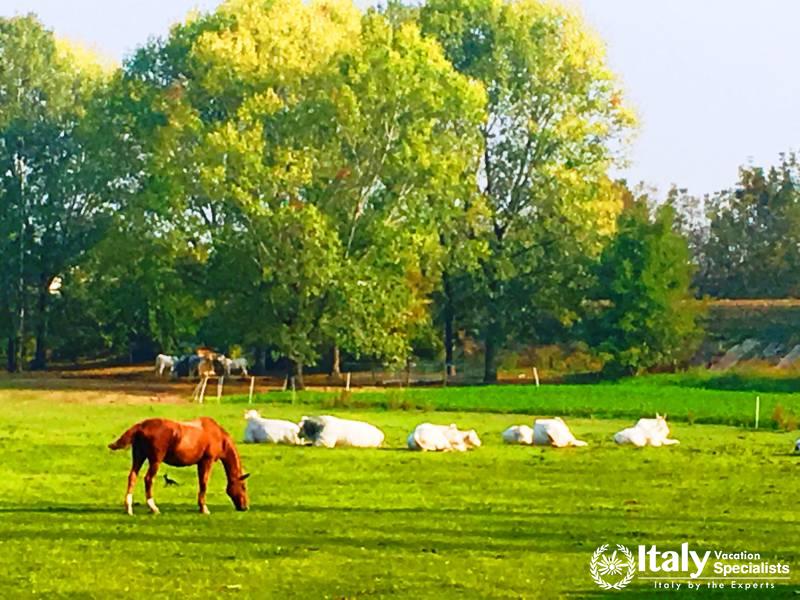 Experience Private Tours of Emilia Romagna