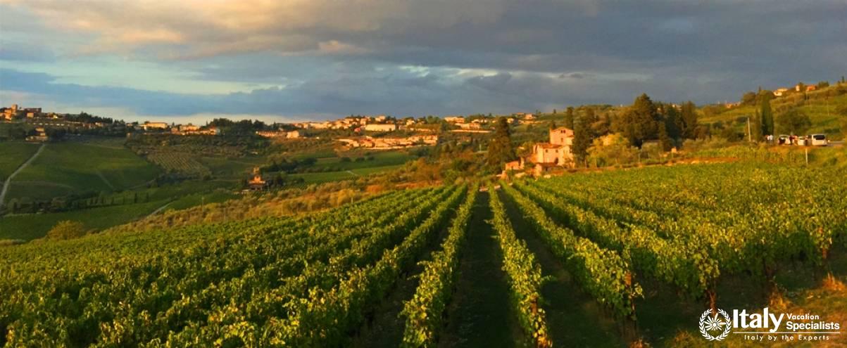 View over Chianti Vineyards 