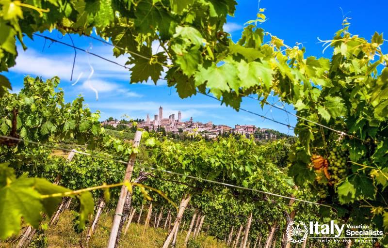 View through the Vines