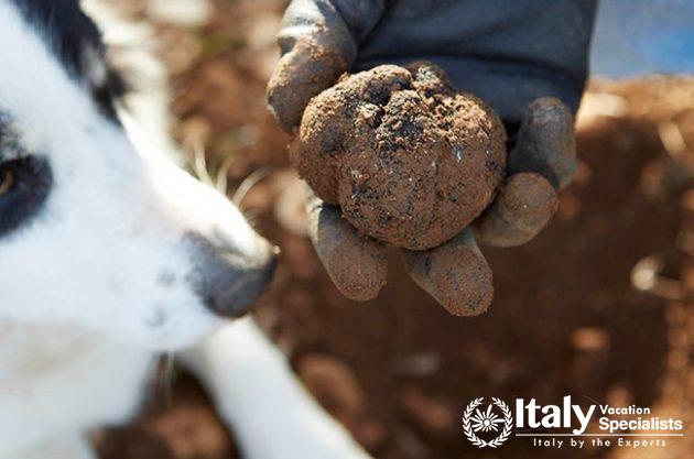 Tuscan Truffle Hunting Tours