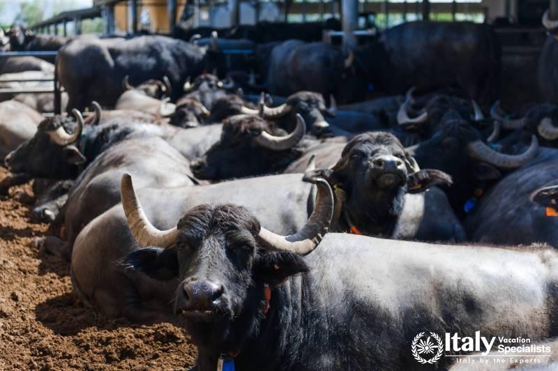 Tour Pasestum and Mozarella di Buffala Farm with Italy Vacation Specialists 