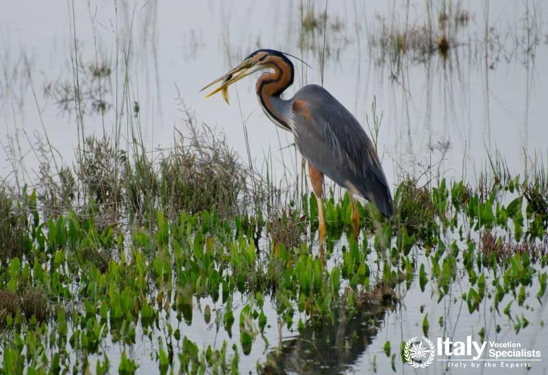 Birdwatching on the Venice Lagoon