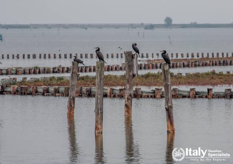 Cormorants in the lagoon