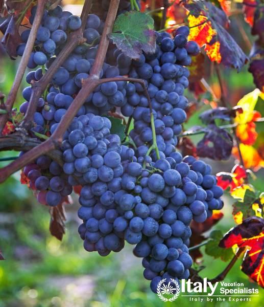 Nebbiolo grapes