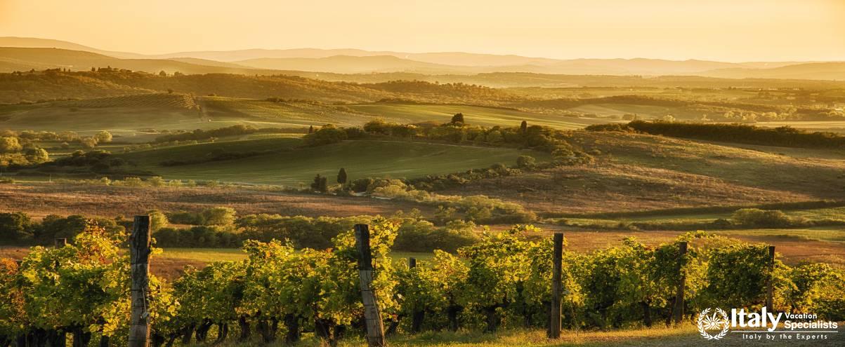 Vineyards in Chianti at Sunset