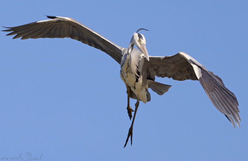 Birdwatching Venice Lagoon