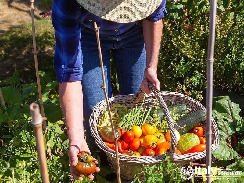 Harvesting Fresh Vegetables at the Amalfi Coast Cooking Class