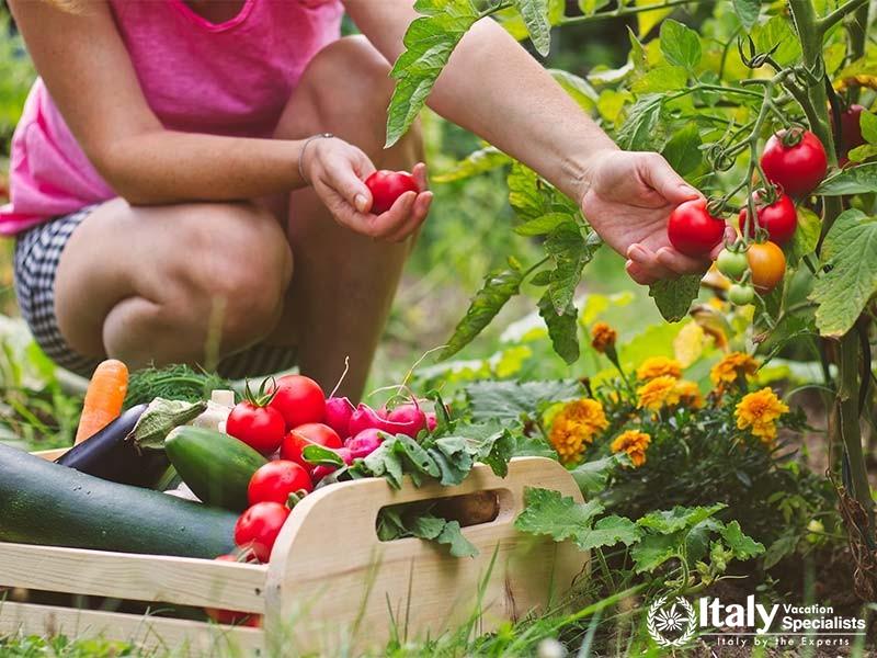 Picking Tomatoes from the Garden in the Amalfi Coast Cooking Class