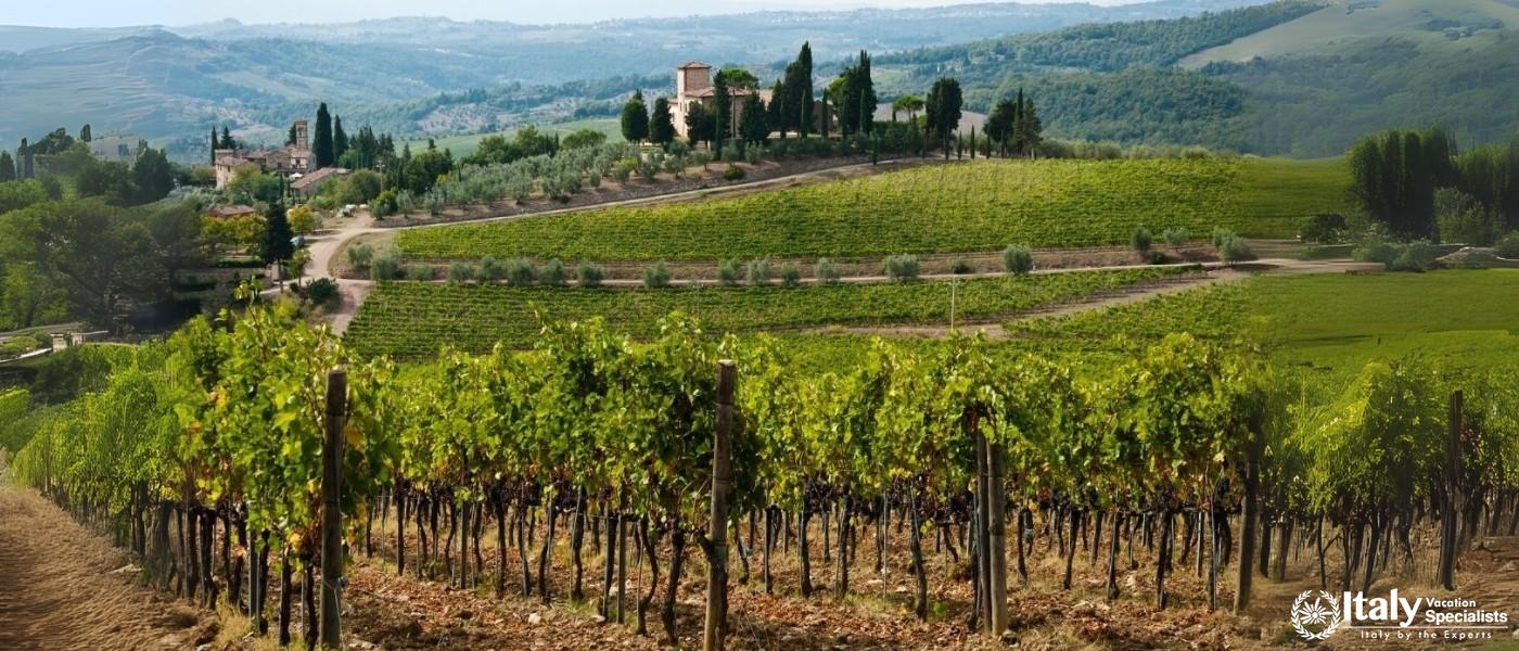 Tuscan Vineyards: Rolling Hills Near Florence