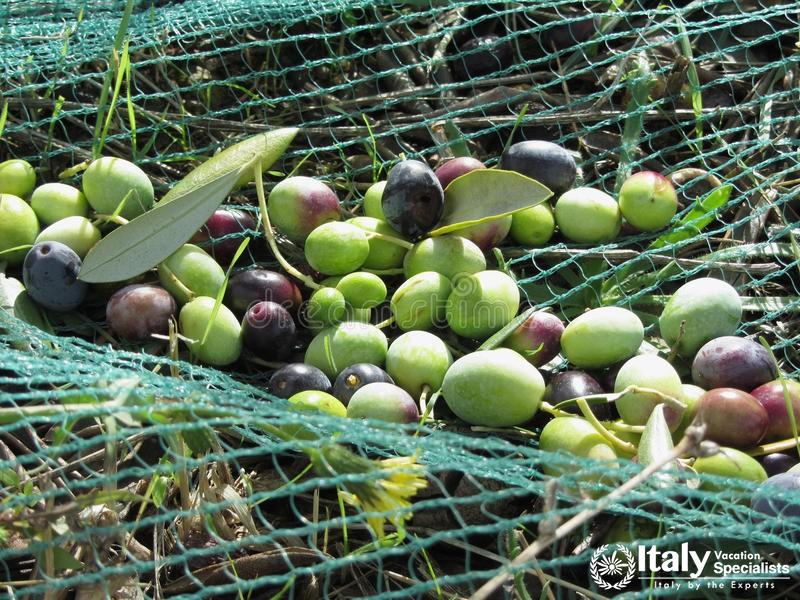 Get Cooking with Olive Oil Right from the harvest