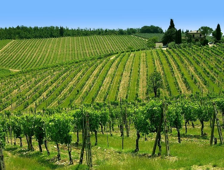 Chianti, Italy - vineyards in spring time 