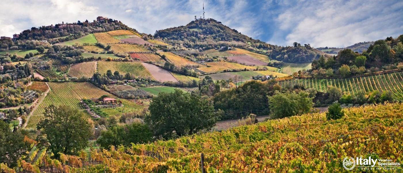 Countryside around Bertinoro 