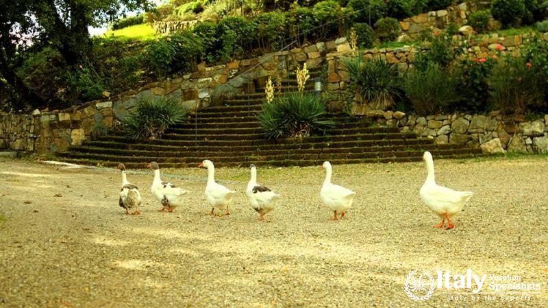 Chianti Wine and Siena from Florence 