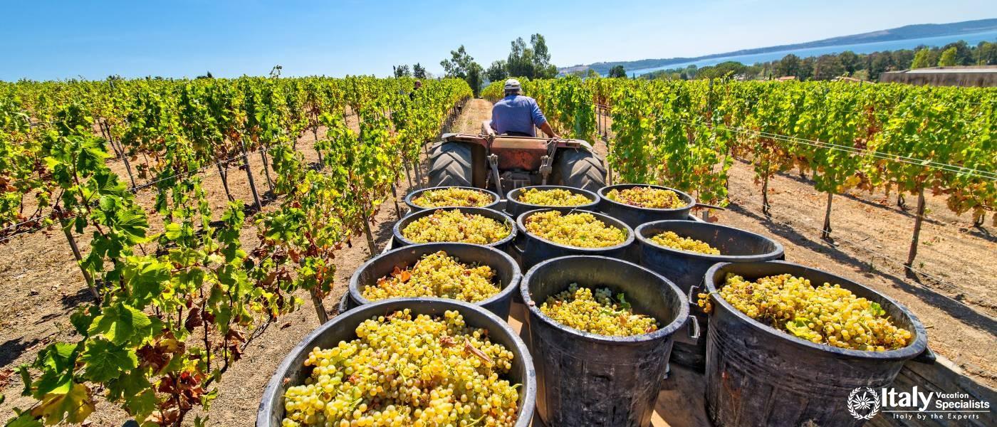 Experience Harvest Time in Italy 