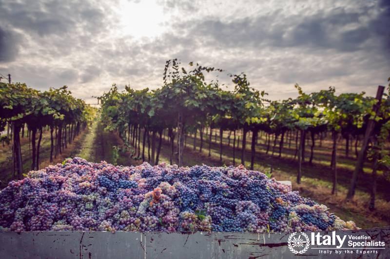 Wines & Food of Piedmont, Cinque Terre & Tuscany