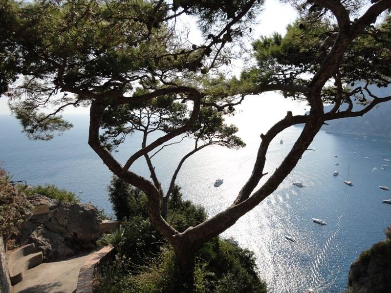 Capri Island - Vegetation 