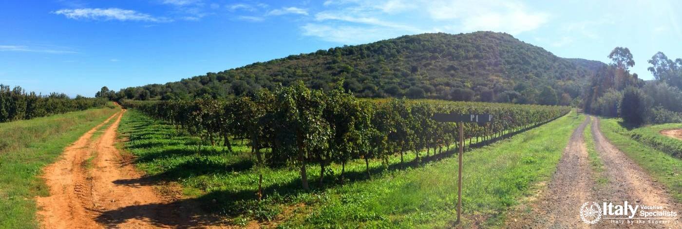 Among Some of Tuscany\'s Finest Vineyards 