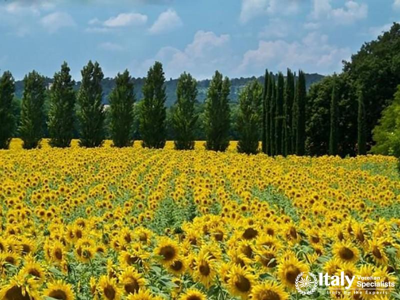 Private Full Day Tour of Tuscany from Rome