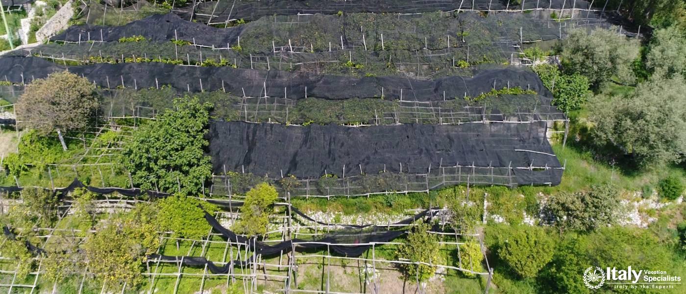 Experience the Magnificent Lemon Groves of the Amalfi Coast 