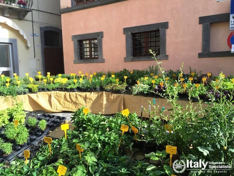 Seedlings Growing - Civita di Bagnoregio